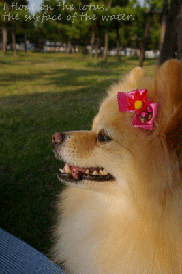 b0075318_1846673.gif