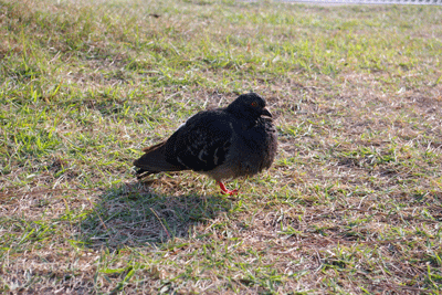 b0075318_18472473.gif