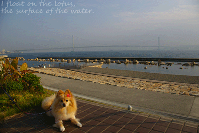 b0075318_1850989.gif