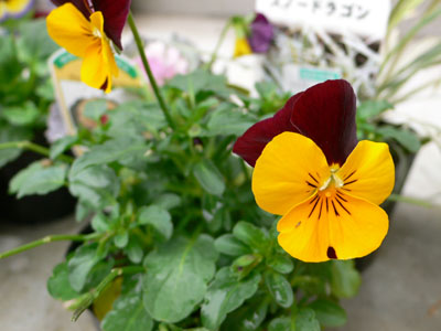 f0061334_216278.jpg