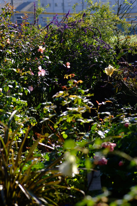 b0075541_21401389.jpg