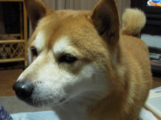 c0156345_0142289.jpg