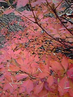 c0144868_1703847.jpg