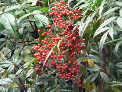 f0086169_86283.jpg
