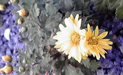 f0008692_1911923.jpg