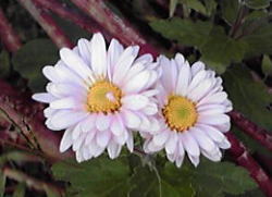 f0008692_1924786.jpg