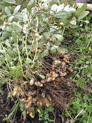 f0135908_76778.jpg