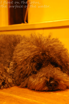 b0075318_19251986.gif