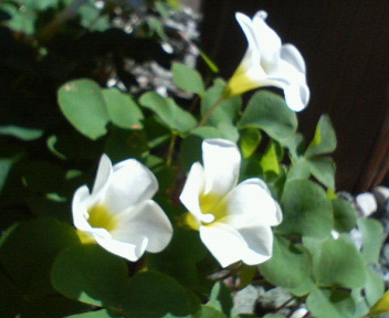 f0036223_10414714.jpg