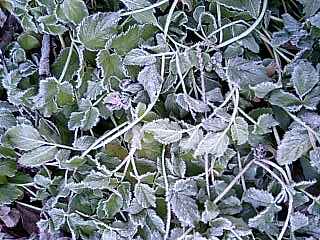 c0117239_5501472.jpg