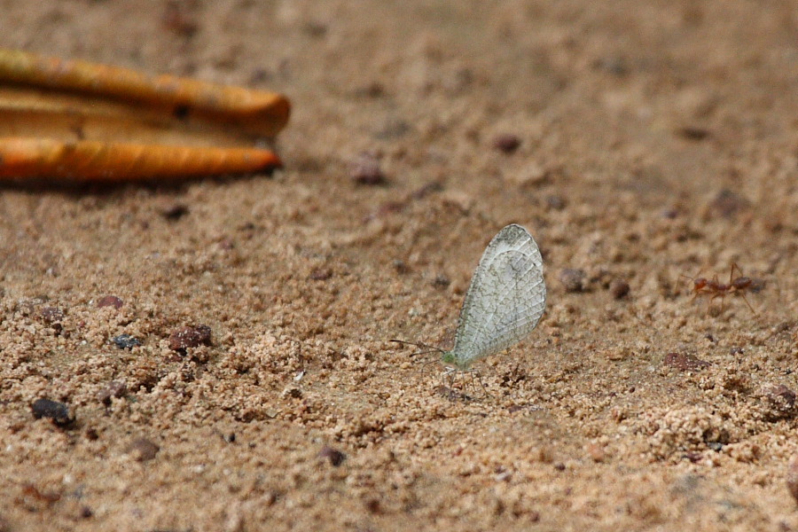 a0094850_20213871.jpg