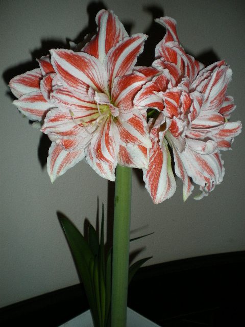 f0090868_051324.jpg