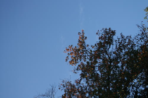 b0136683_1164639.jpg