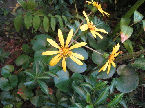 c0132387_0114652.jpg