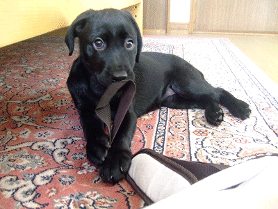 e0160787_10222245.gif