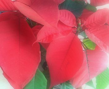 c0007502_14223045.jpg