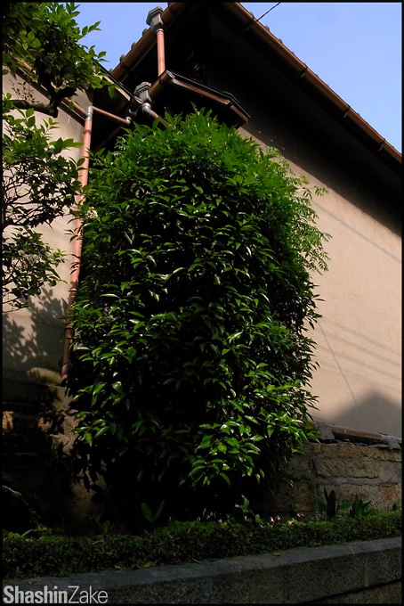 c0102003_1717657.jpg