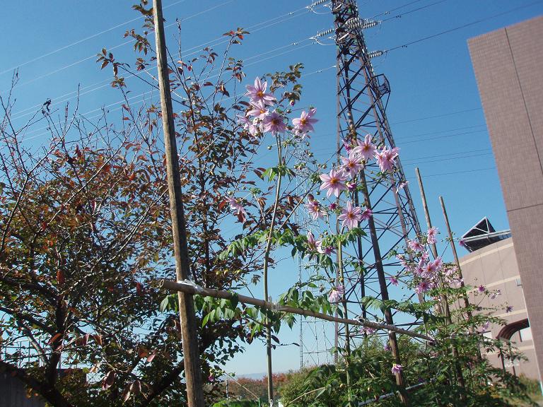 f0179209_1251152.jpg