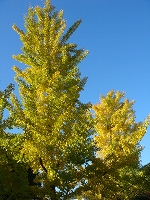 f0152412_16494784.jpg