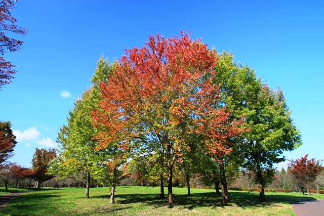 c0122445_17175463.jpg