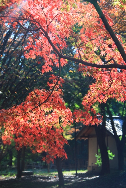 c0122445_1718913.jpg