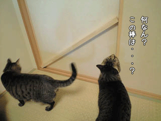 f0116546_23224156.gif