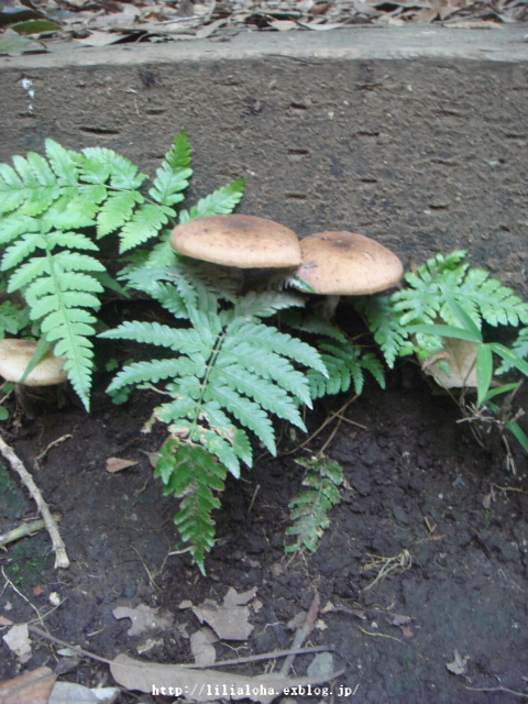 a0067962_7125576.jpg