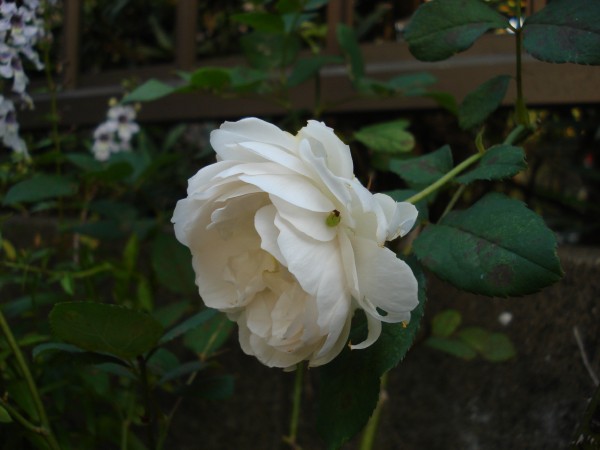 f0165677_21243752.jpg
