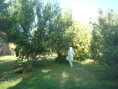 d0126508_2431385.jpg