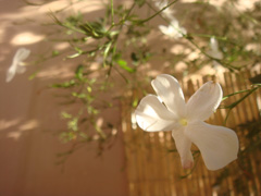 d0126508_2471571.jpg