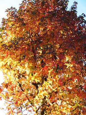 e0139012_0331660.jpg