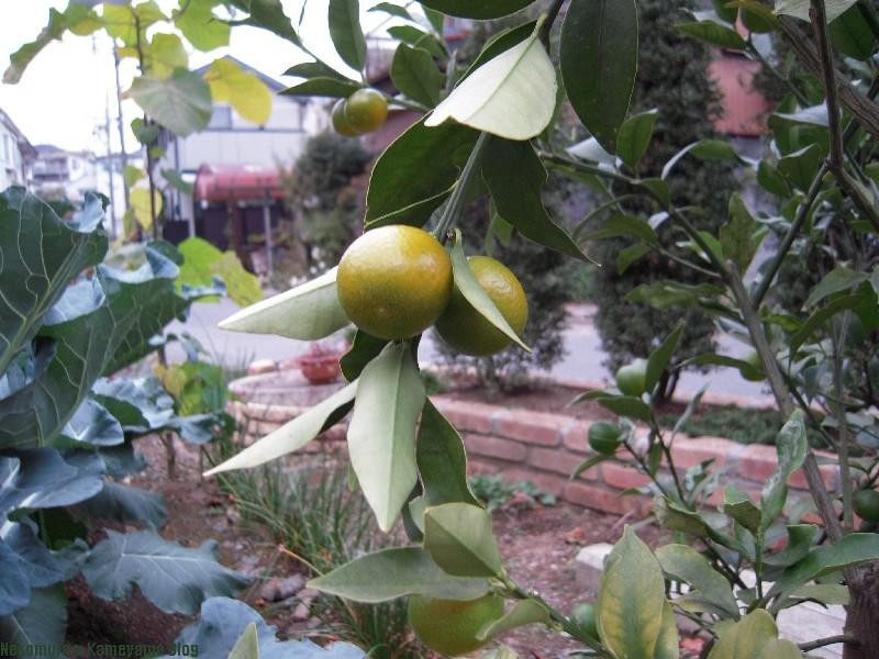 f0167314_1724468.jpg