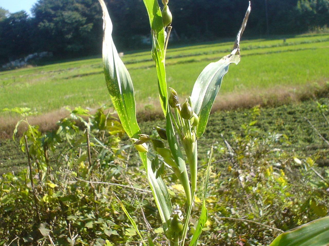 c0150520_12334090.jpg