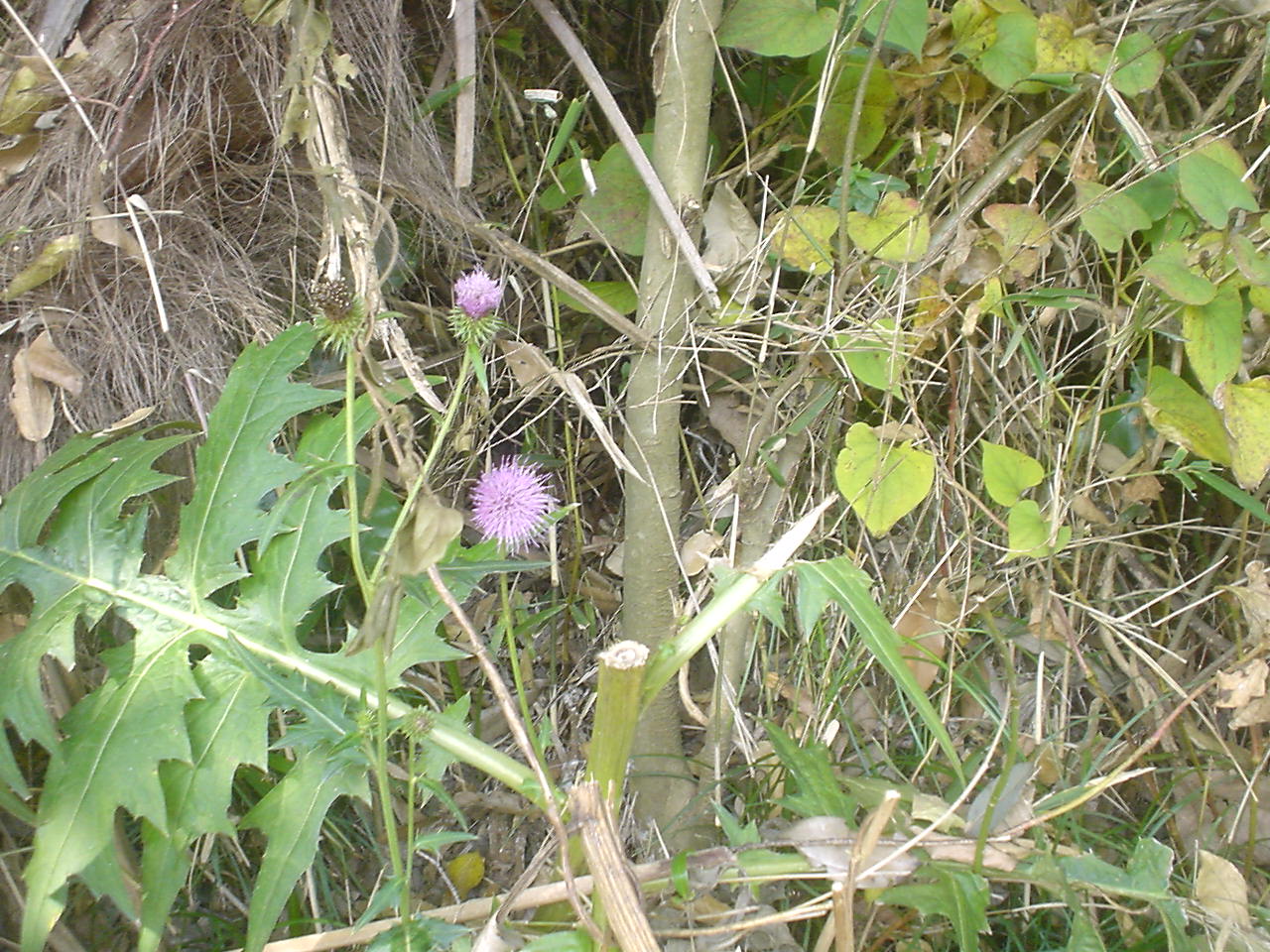 c0150520_12403087.jpg