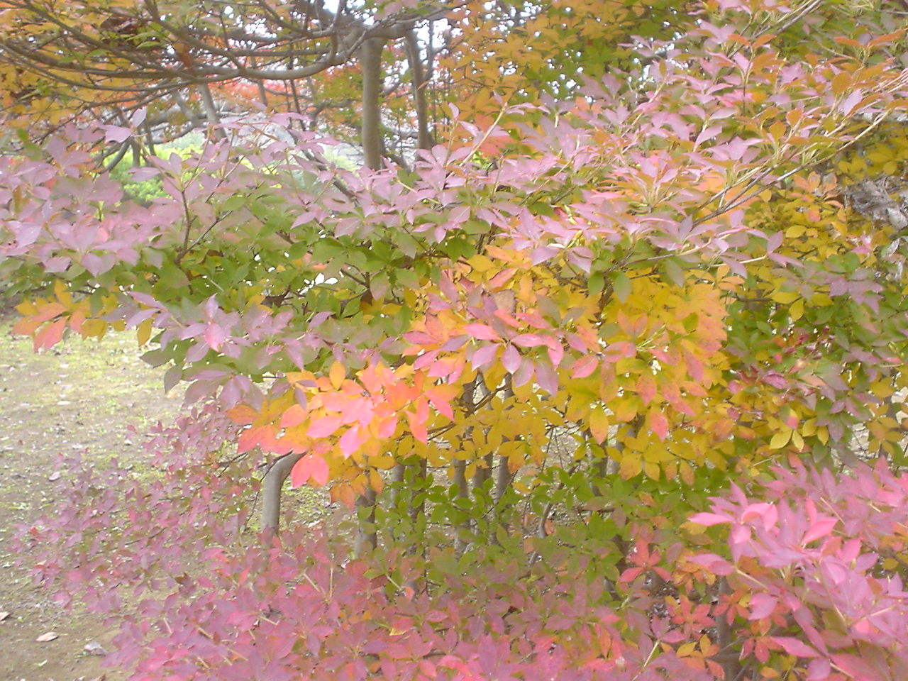 c0150520_12442560.jpg