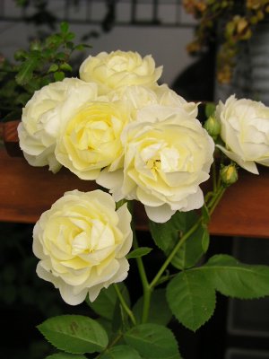 b0031925_15141776.jpg