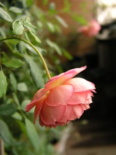 b0031925_15183628.jpg