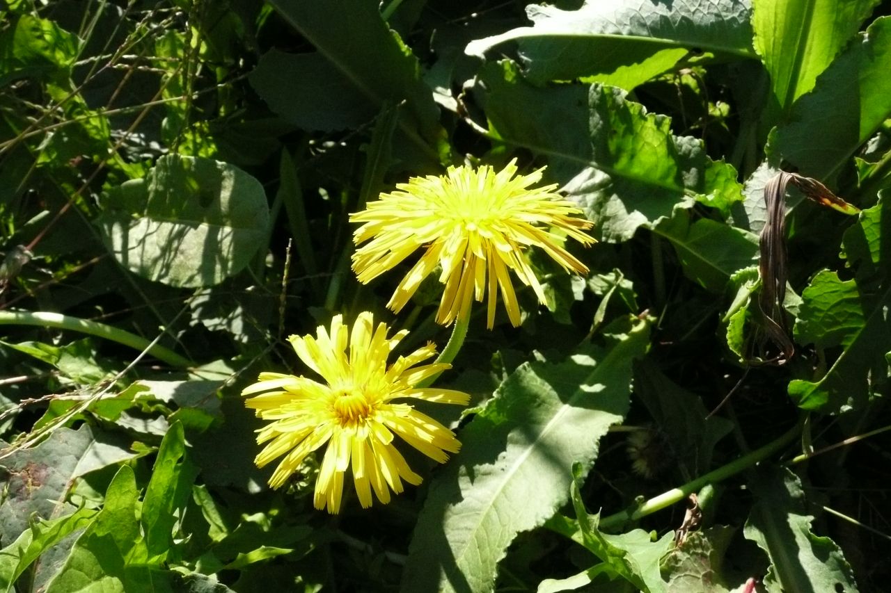 e0033229_21412239.jpg
