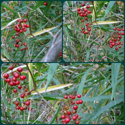 d0037233_10293.jpg