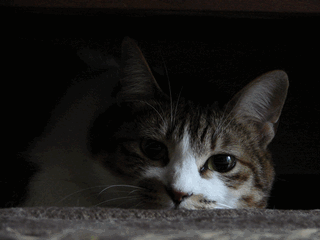 c0136736_2228472.gif
