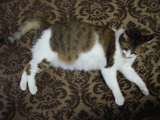 c0136736_22484323.gif
