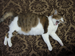 c0136736_22532764.gif