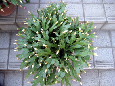 c0147952_2211783.jpg