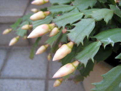 c0147952_221589.jpg
