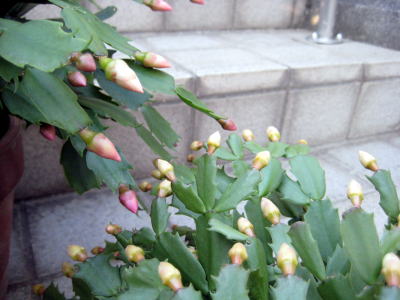 c0147952_223050.jpg