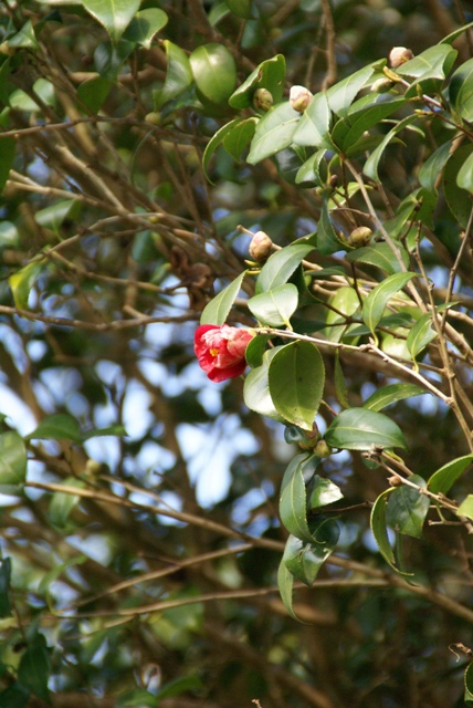 a0091666_014285.jpg