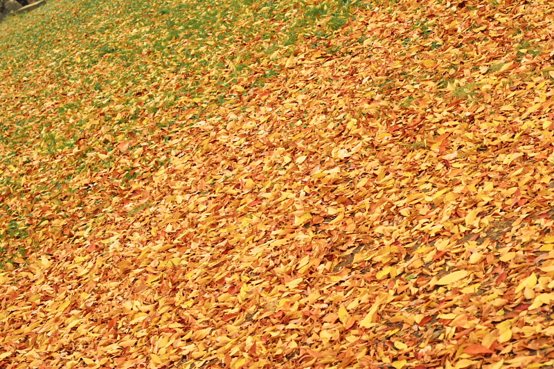 b0083779_0561569.jpg