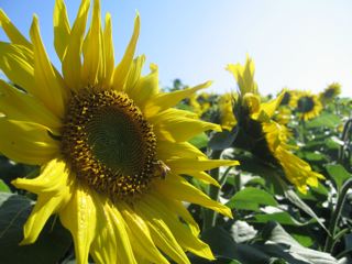 e0132881_1334151.jpg