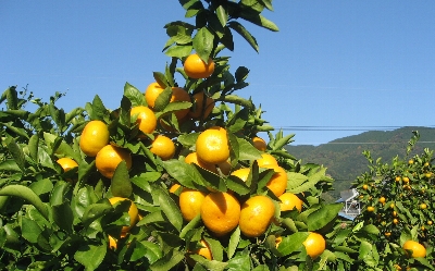 f0003283_1252265.jpg