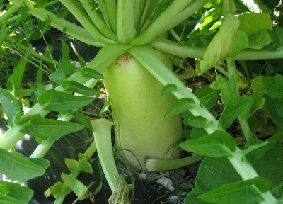 f0003283_12522832.jpg